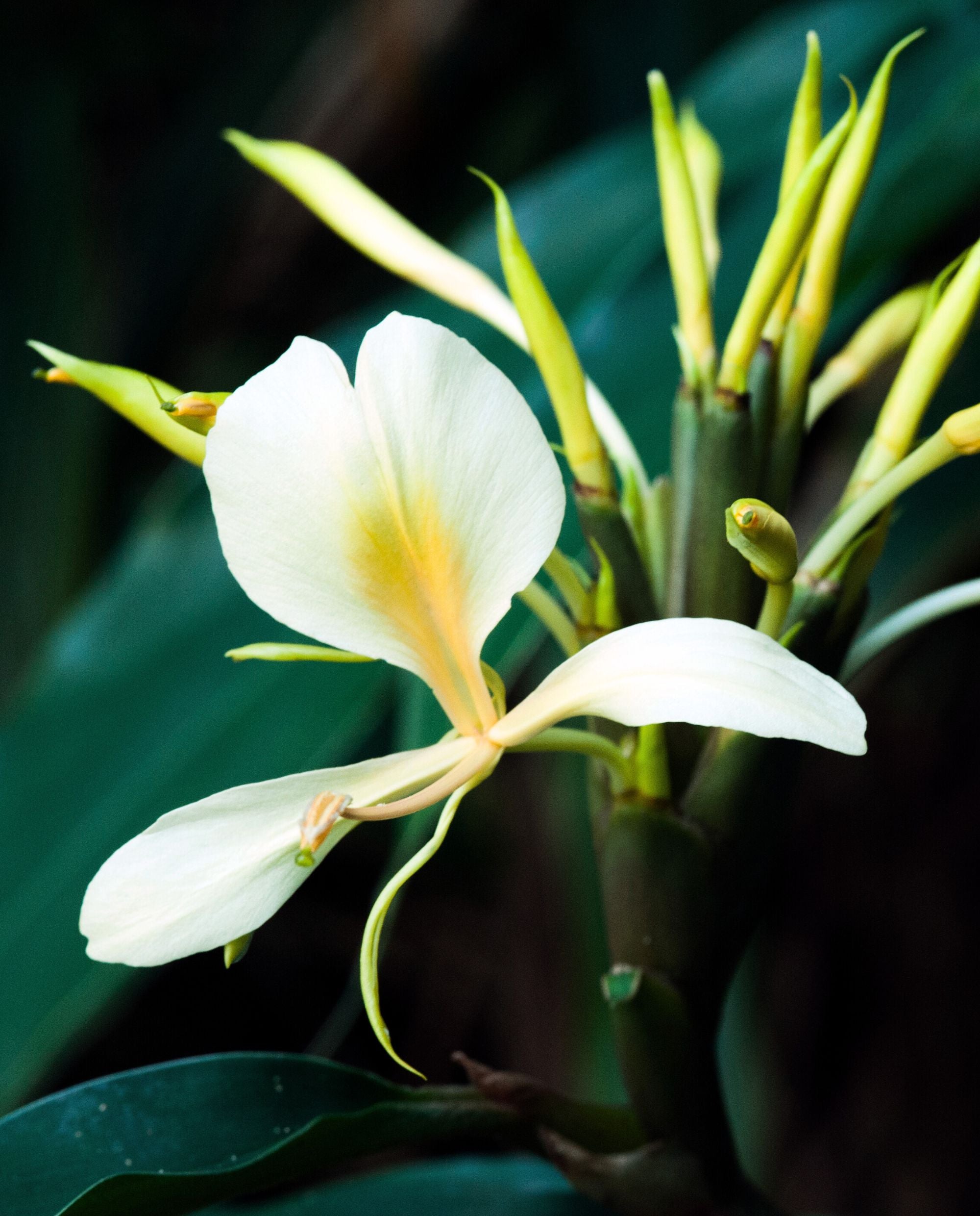 white ginger lily pure essential oil GINGERLILY