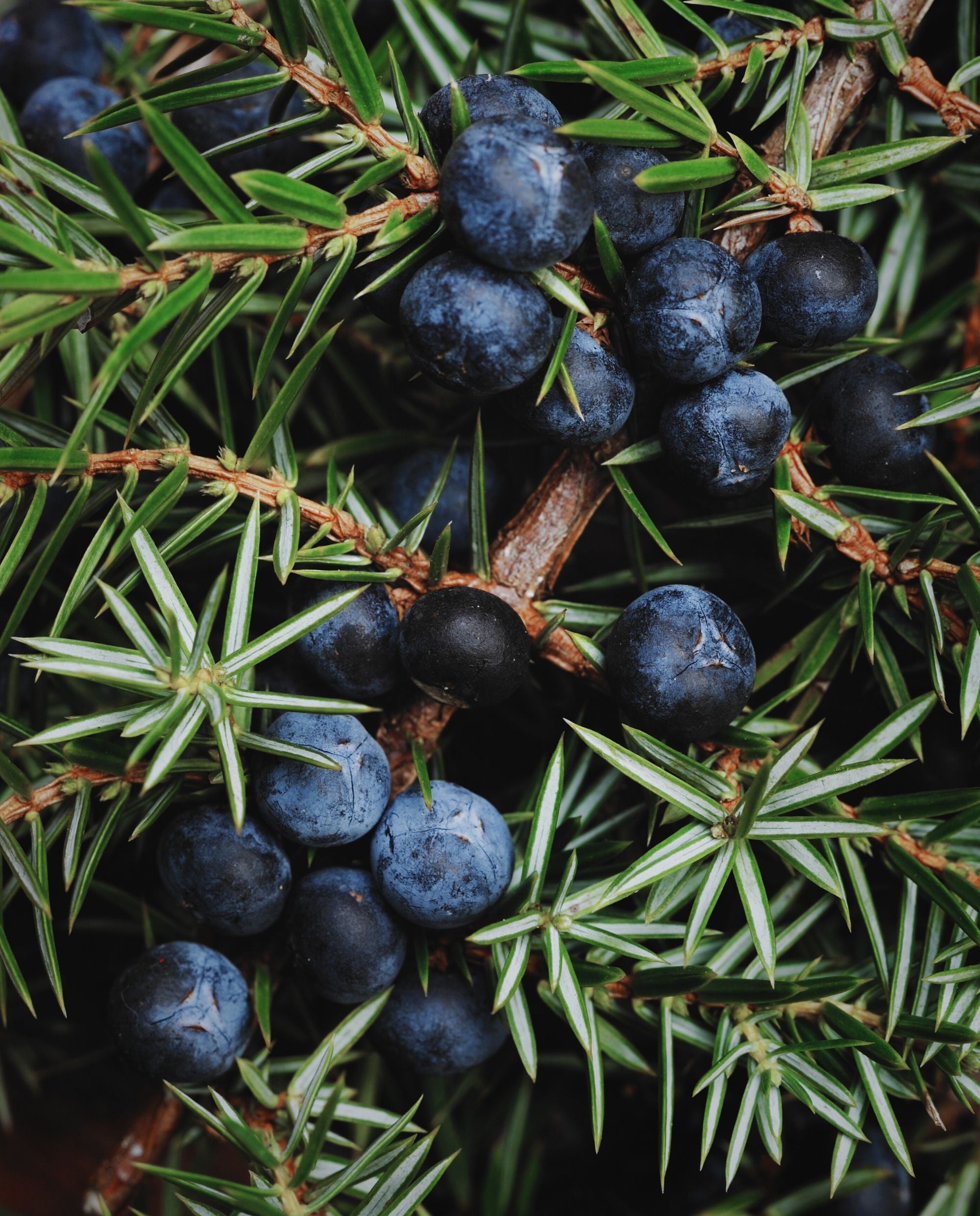 JUNIPER BERRY | Essential Oil