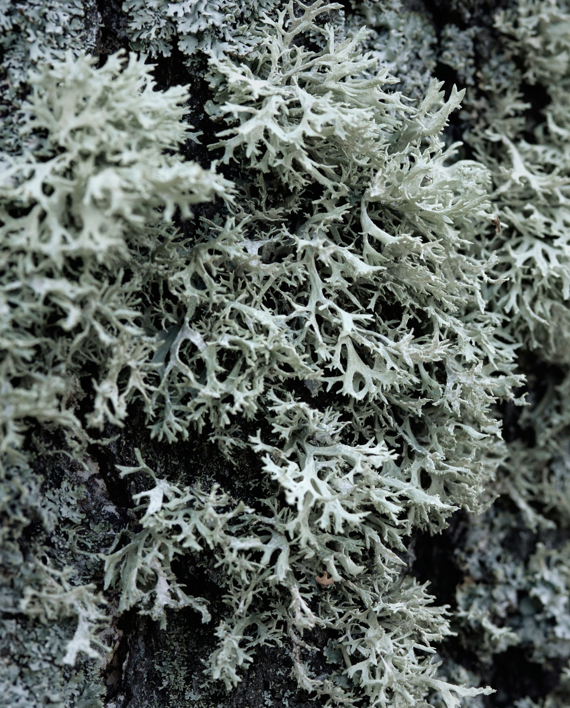 OAKMOSS | Absolute