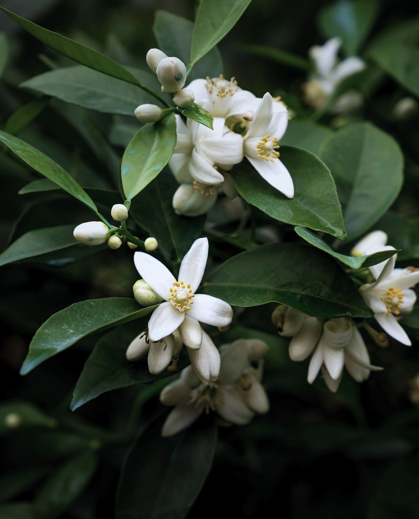 PETIT-GRAIN | Huile essentielle