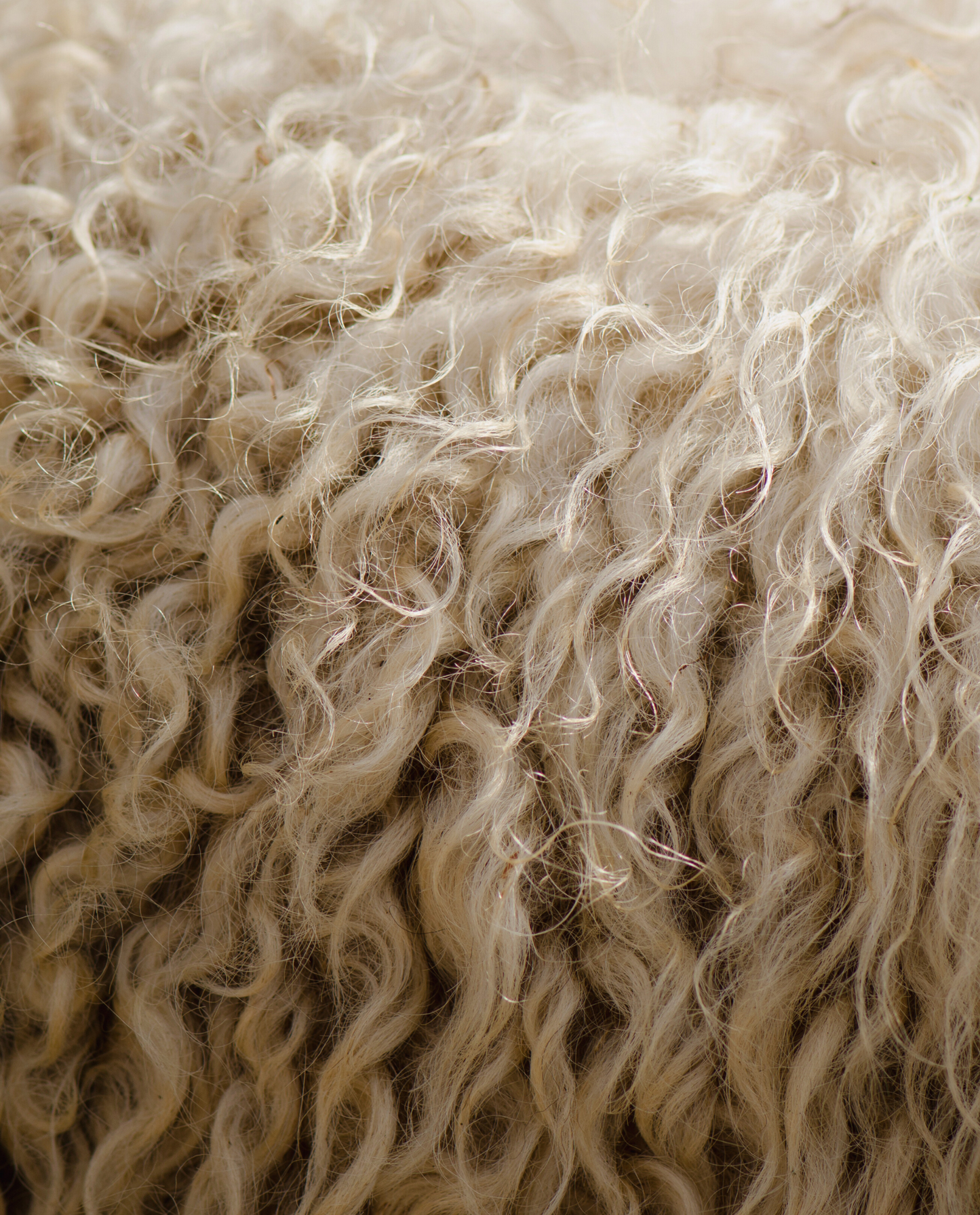 close up of sheeps fur