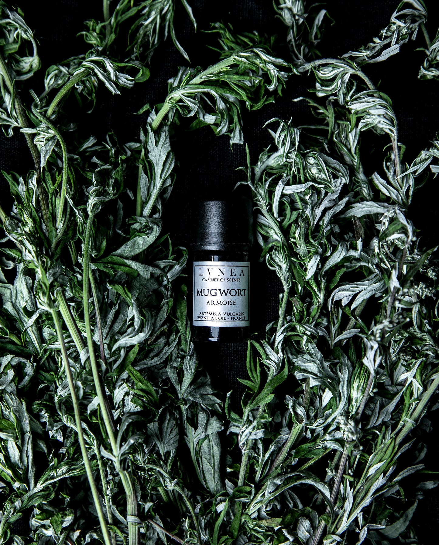 black 5ml bottle of mugwort essential oil seen from an overhead angle surrounded by dried stems of mugwort.