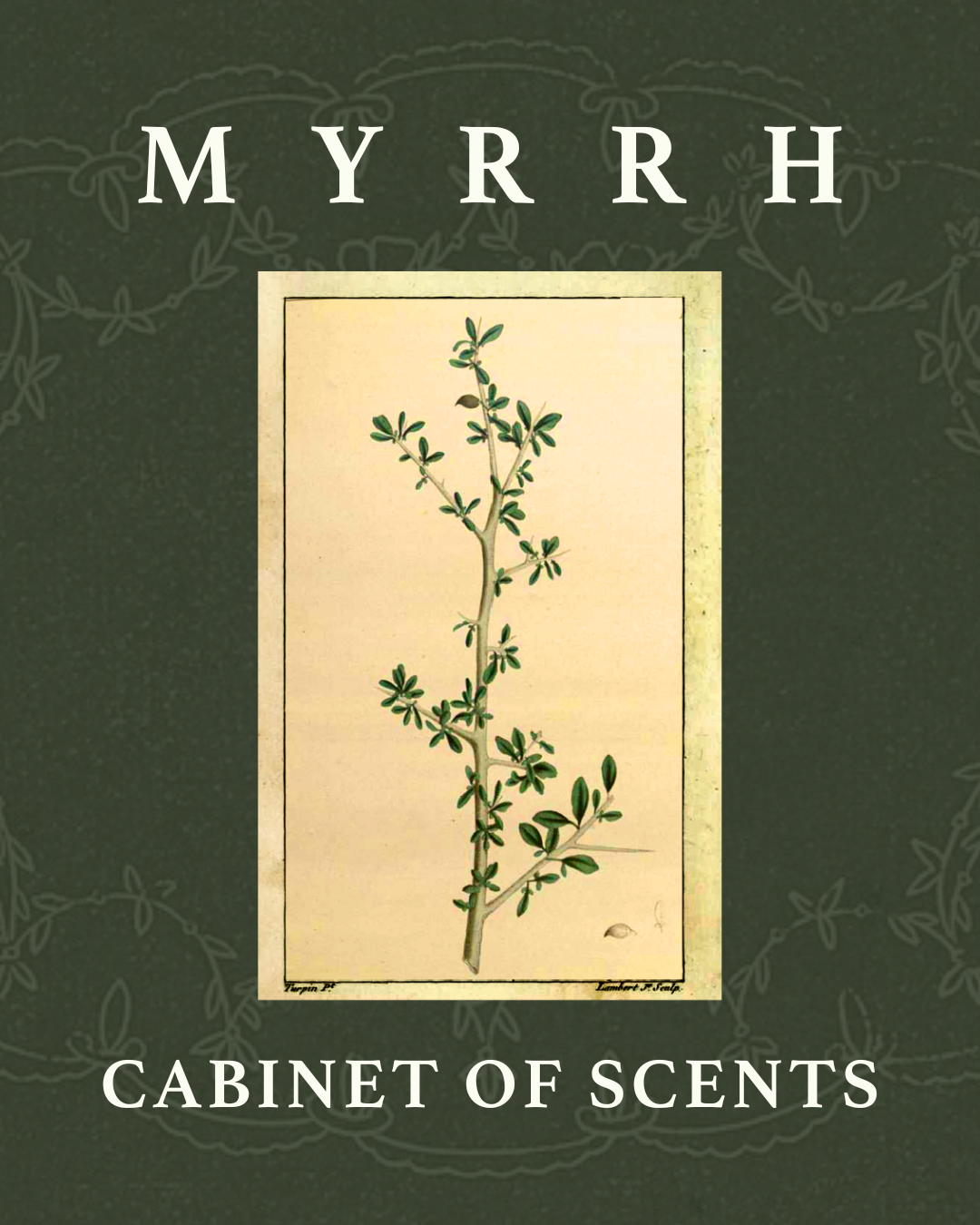 The Cabinet of Scents: Myrrh