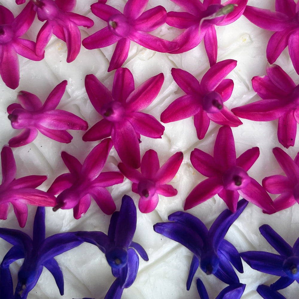 
                      
                        close up of magenta and purple hyacinth blooms sitting atop a layer of scored fat for enfleurage
                      
                    