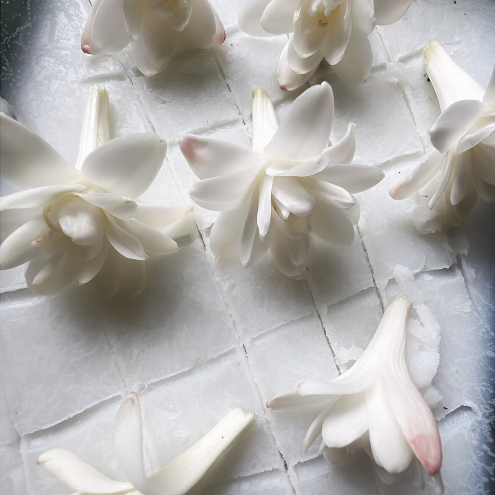 
                      
                        close up of tuberose blooms laid upon a layer of scored vegetal fat for the enfleurage process
                      
                    