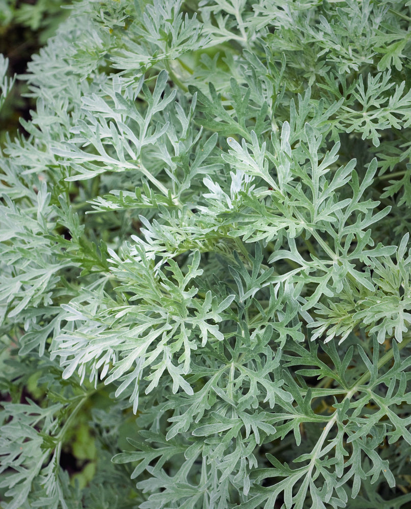 Close up of the silvery-green leaves of a wormwood (absinthe) plant