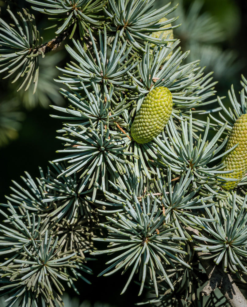 close up of atlas cedar needles and pinecone