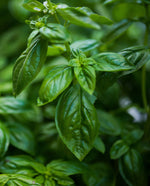 close up of basil leaves