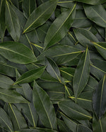 fresh bay laurel leaves scattered and taking up the entire frame