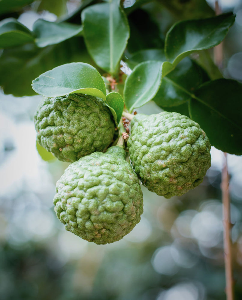 close up of 3 bergamot fruits hanging from a tree