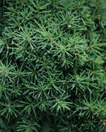 close up of spruce needles