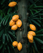 close up of yellow cacoa pods hanging from cacao tree
