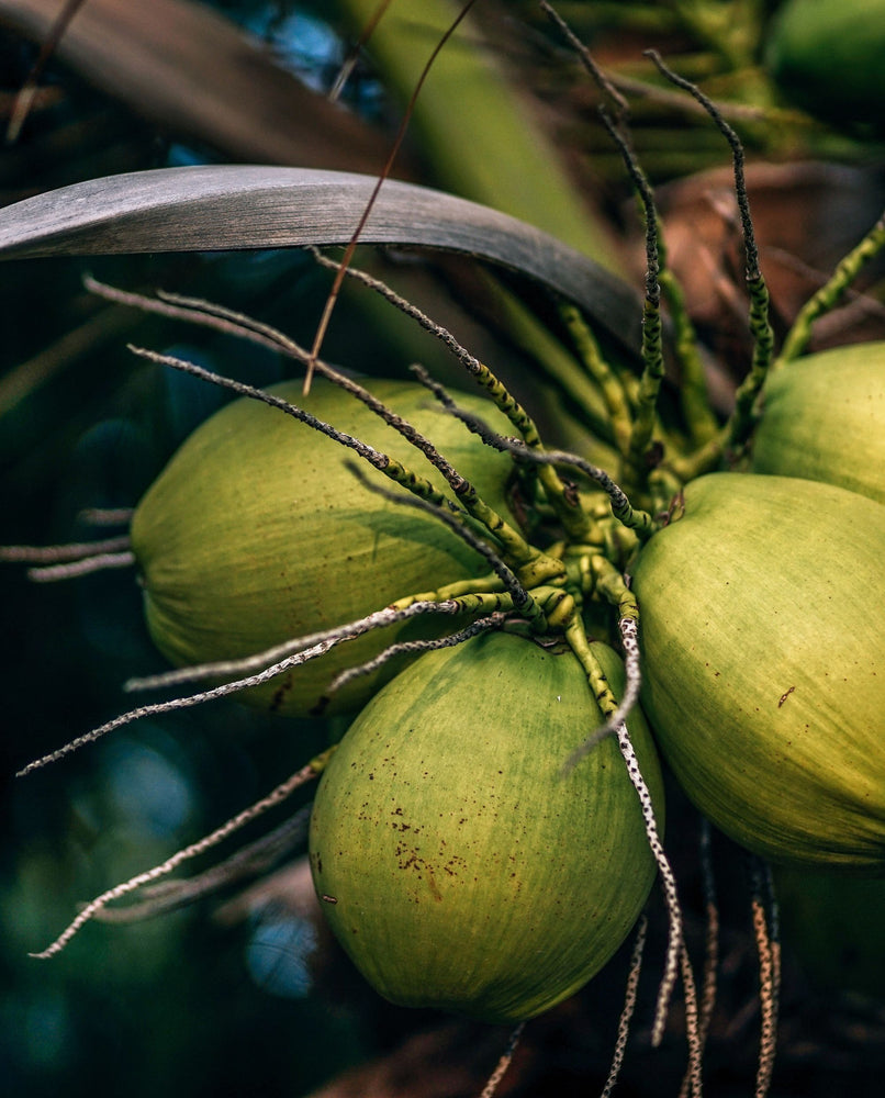 close up of young green coconuts on a tree