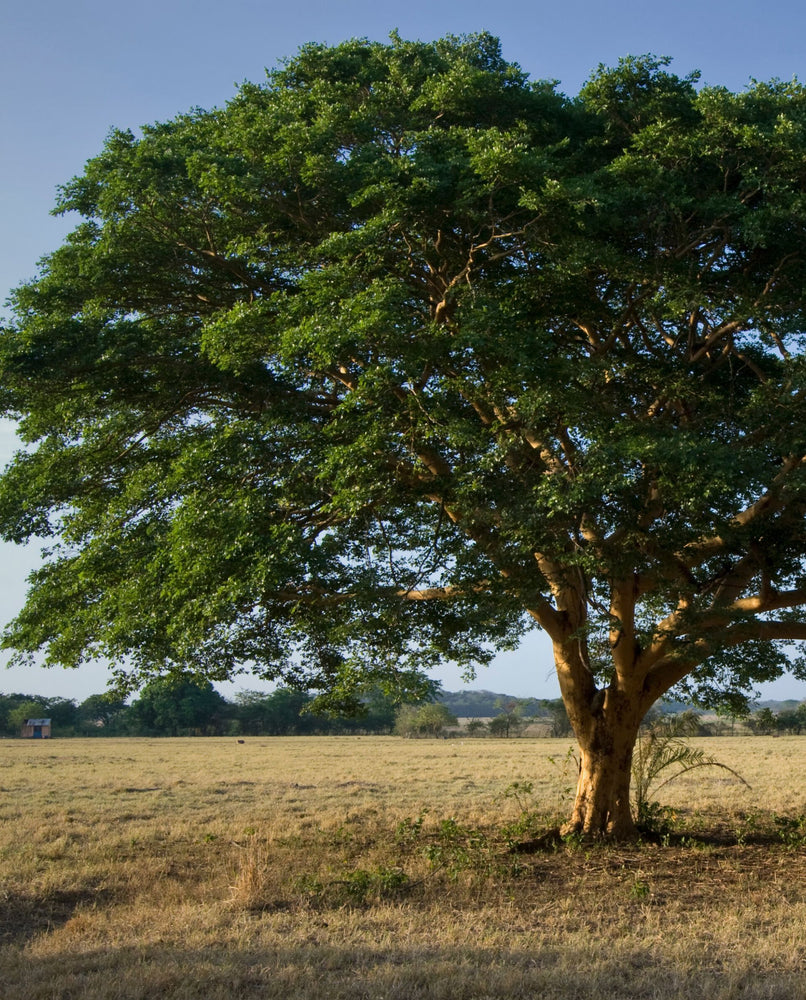 Brazilian copaiba tree in a field