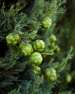 close up of cypress leaves and berries