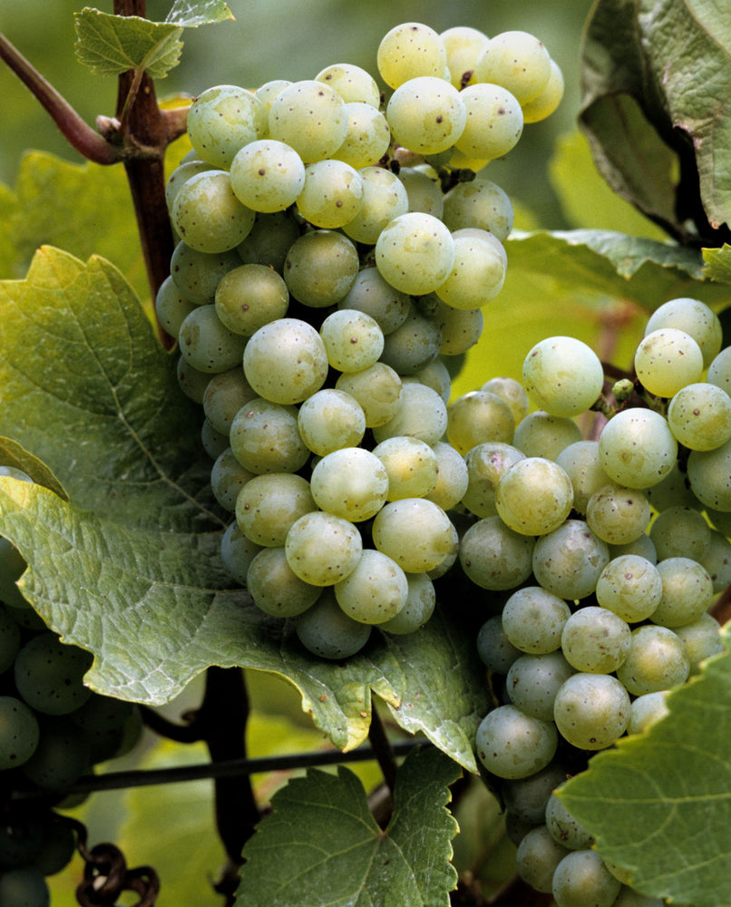 close up of green grapes on a vine