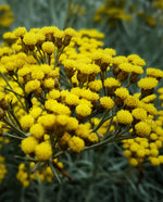 close up of bunches of yellow helichrysum (imortelle) flowers.