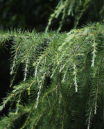 closeup of himalayan cedar branches