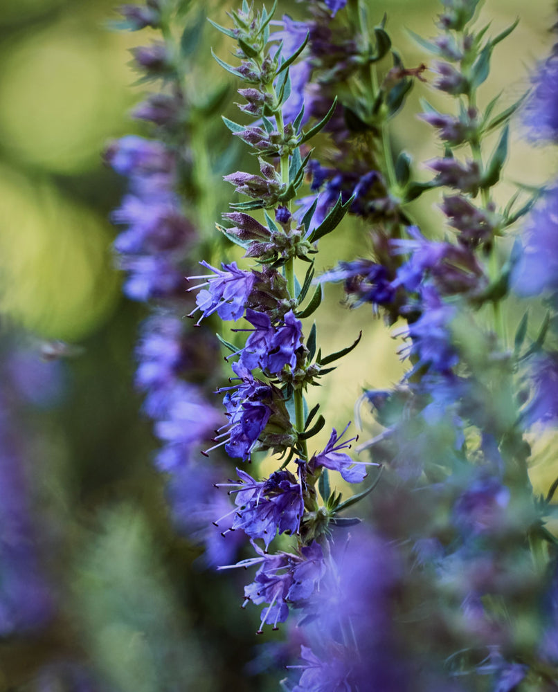 close up of purple hyssop flowers