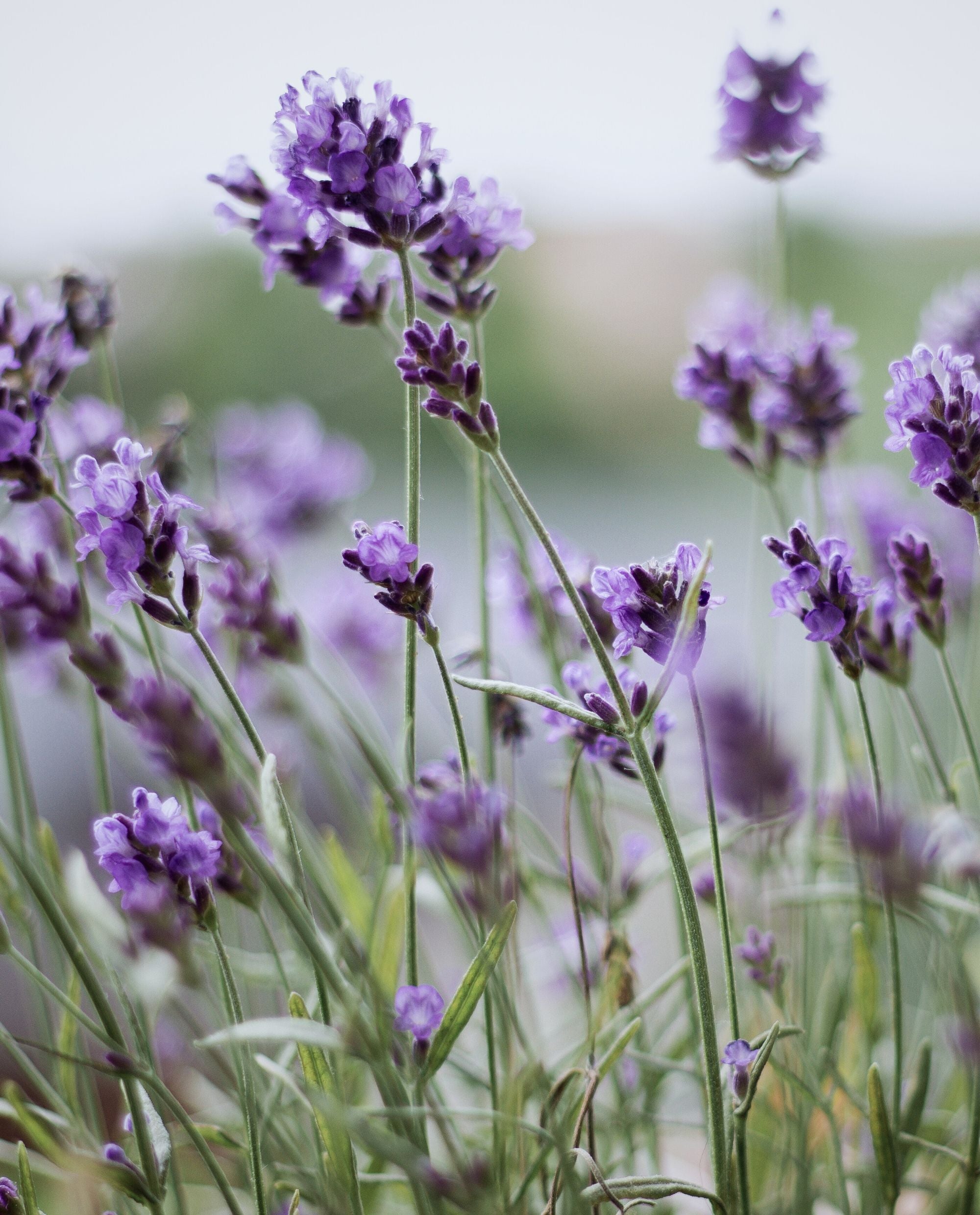 LAVENDER | Absolute