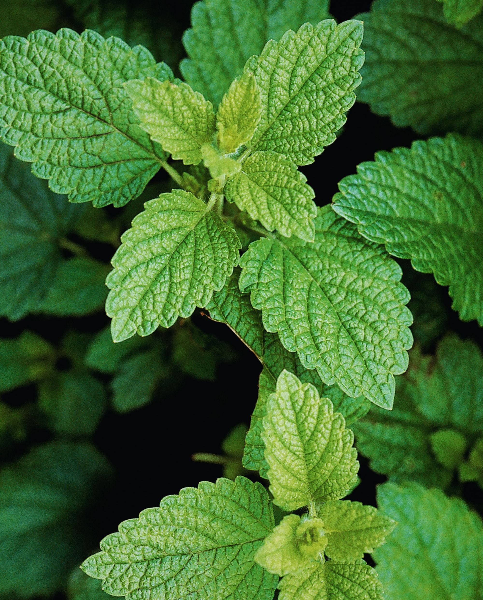 LEMON BALM | Essential Oil