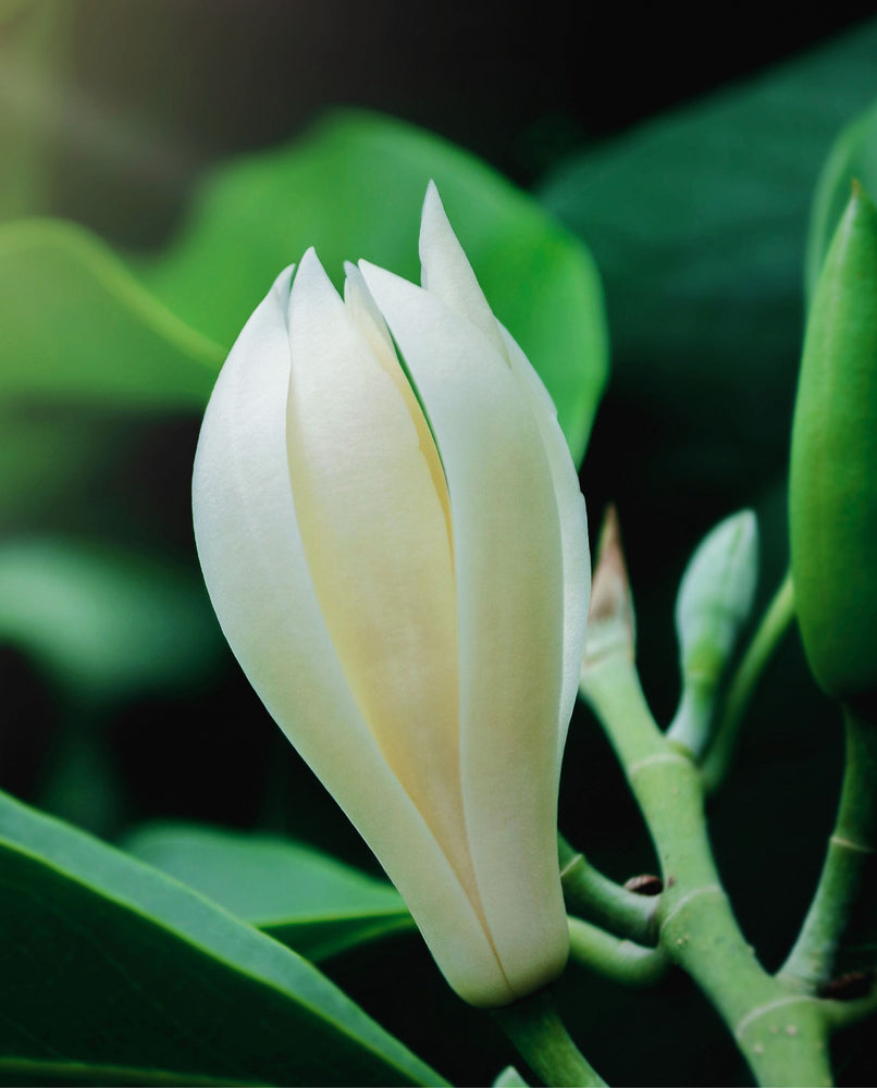 close up of a white magnolia flower