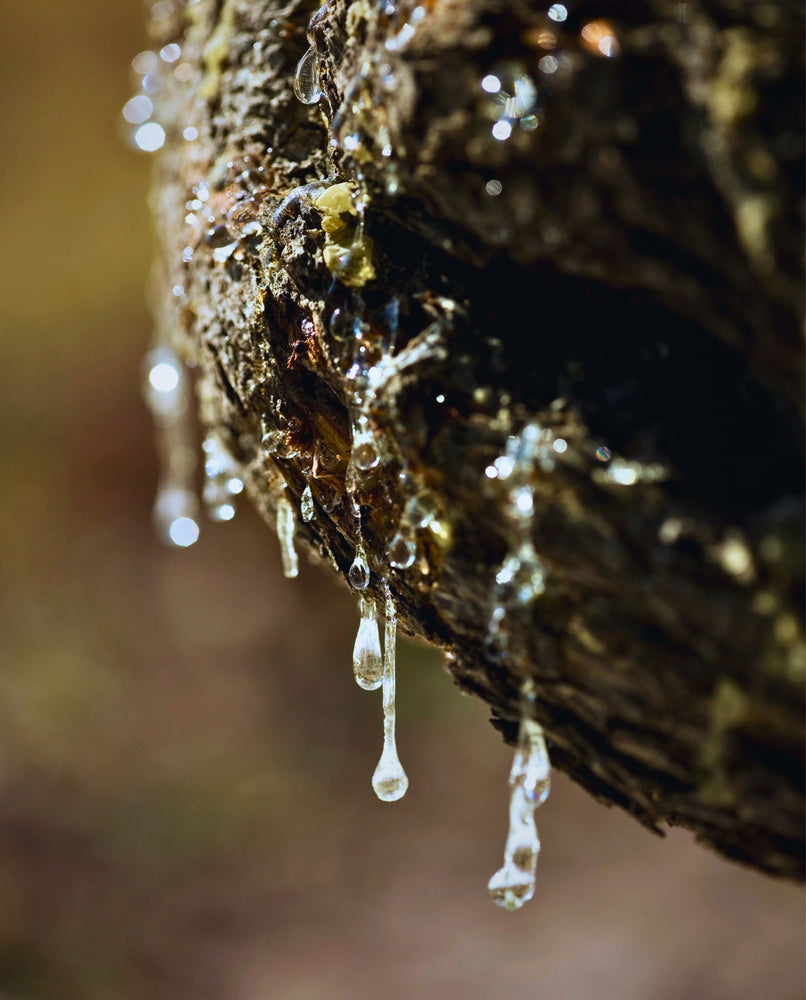 close up of mastic resin dripping from tree bark