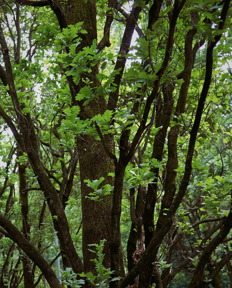 oak tree in a forest