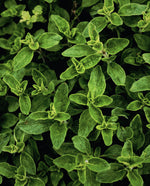 close up of oregano leaves