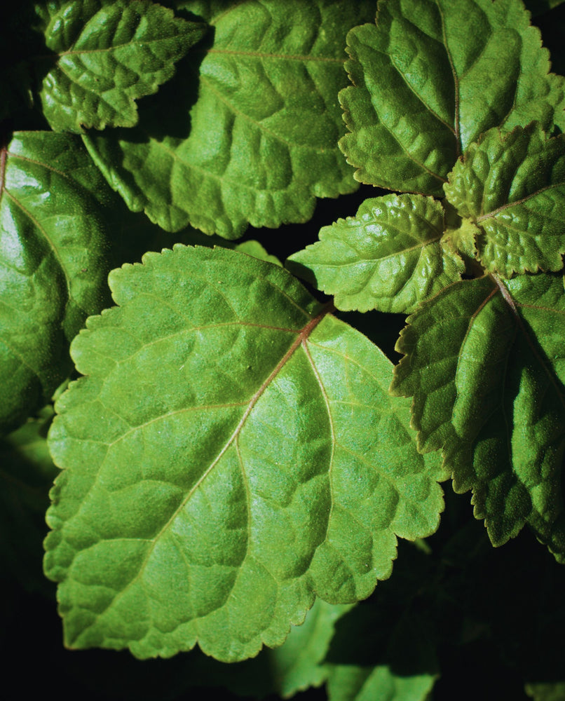 close up of patchouli leaves