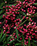 fresh pink peppercorns and greenery on a black background
