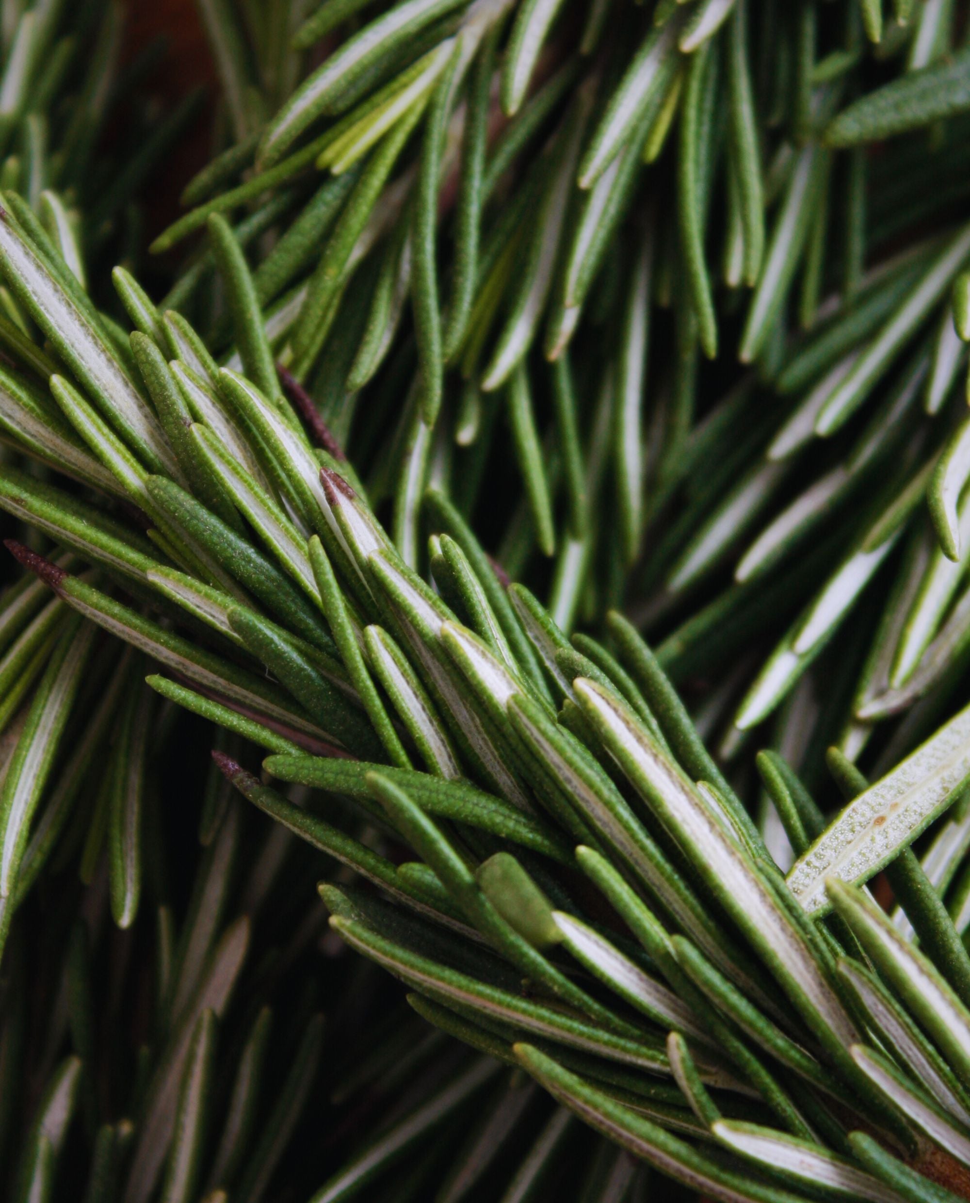 Rosemary彩ページ ROSEMARY | Essential Oil