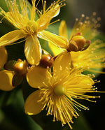 extreme close up of a yellow St. John's Wort flower with soft out of focus background