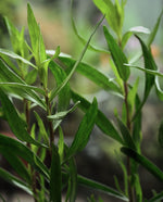 Close up of tarragon leaves in naturalistic setting