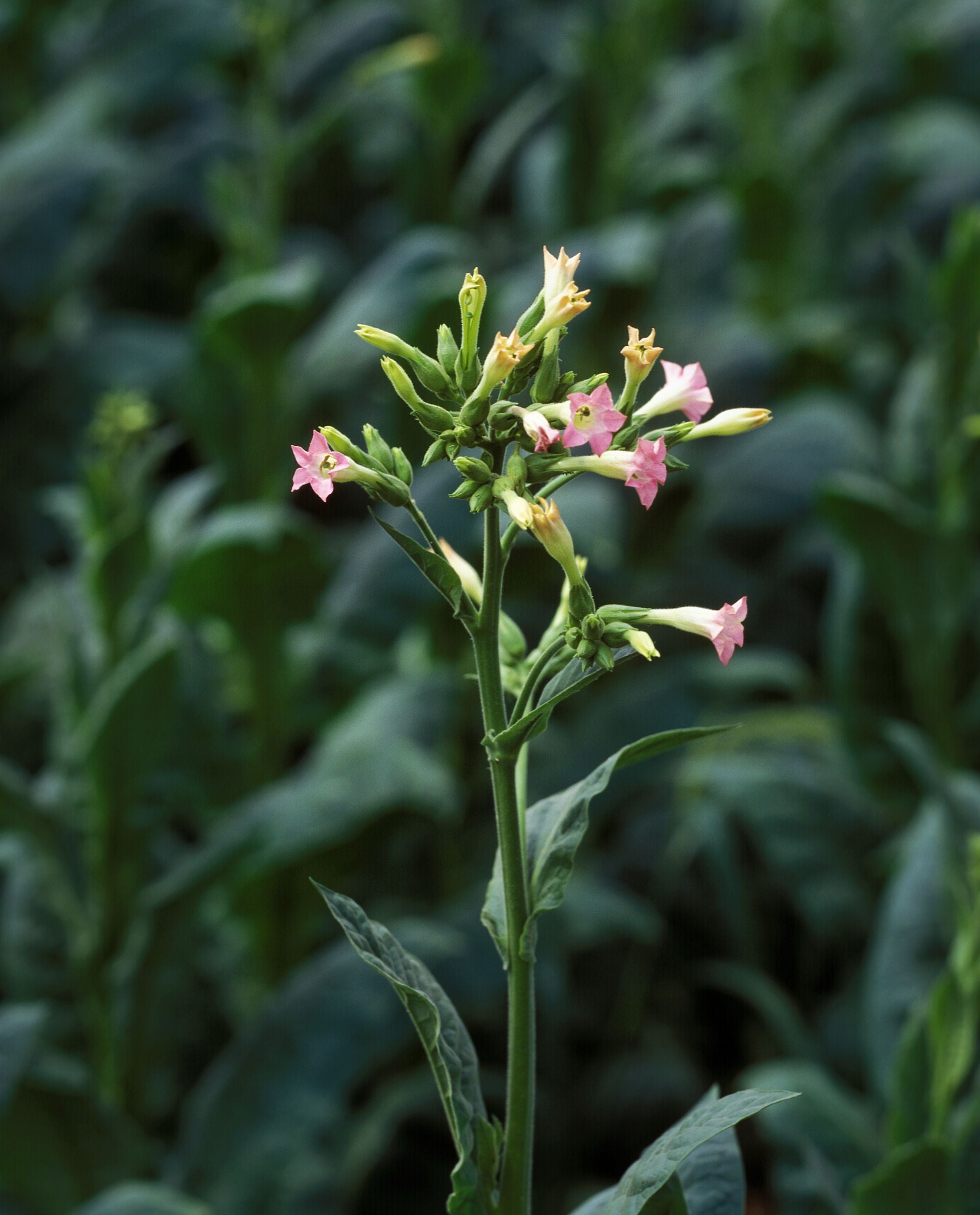 TOBACCO | Absolute
