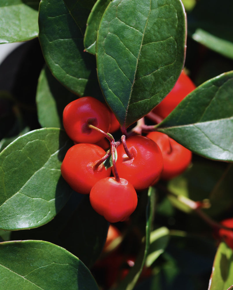 close up of red wintergreen berries and foliage