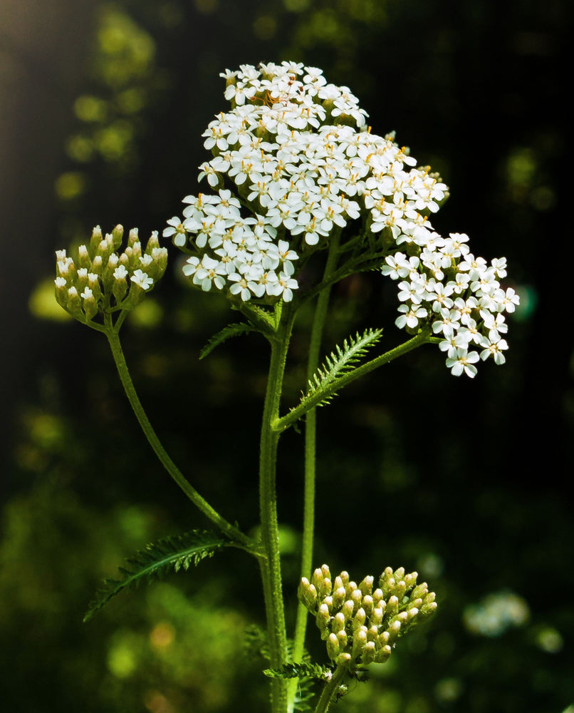 close up of the flowering top of a yarrow stem.
