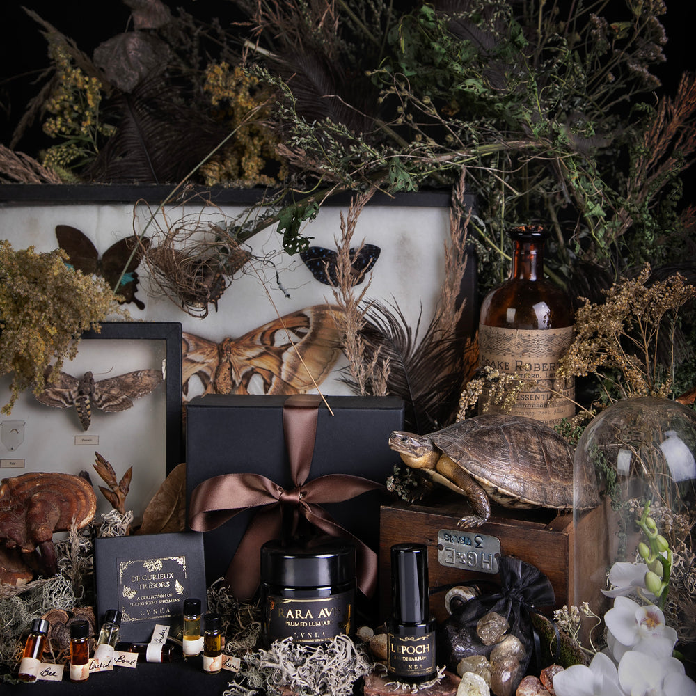 
                      
                        items from LVNEA's limited edition "Histoires Naturelles" box in a still life propped around an antique wooden crate and various natural specimens
                      
                    