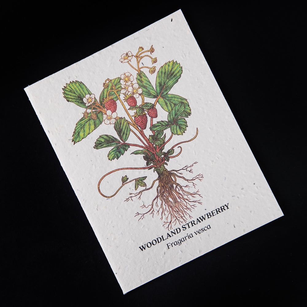 Carte plantable "Fraises" | SMALL VICTORIES