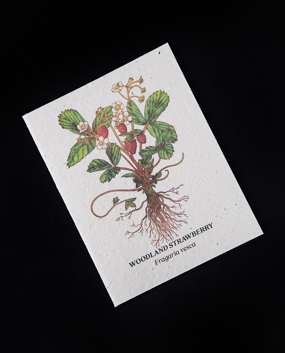 Carte plantable 