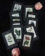 THE CABINET OF SCENTS | Complete Set of Perfumery Cards