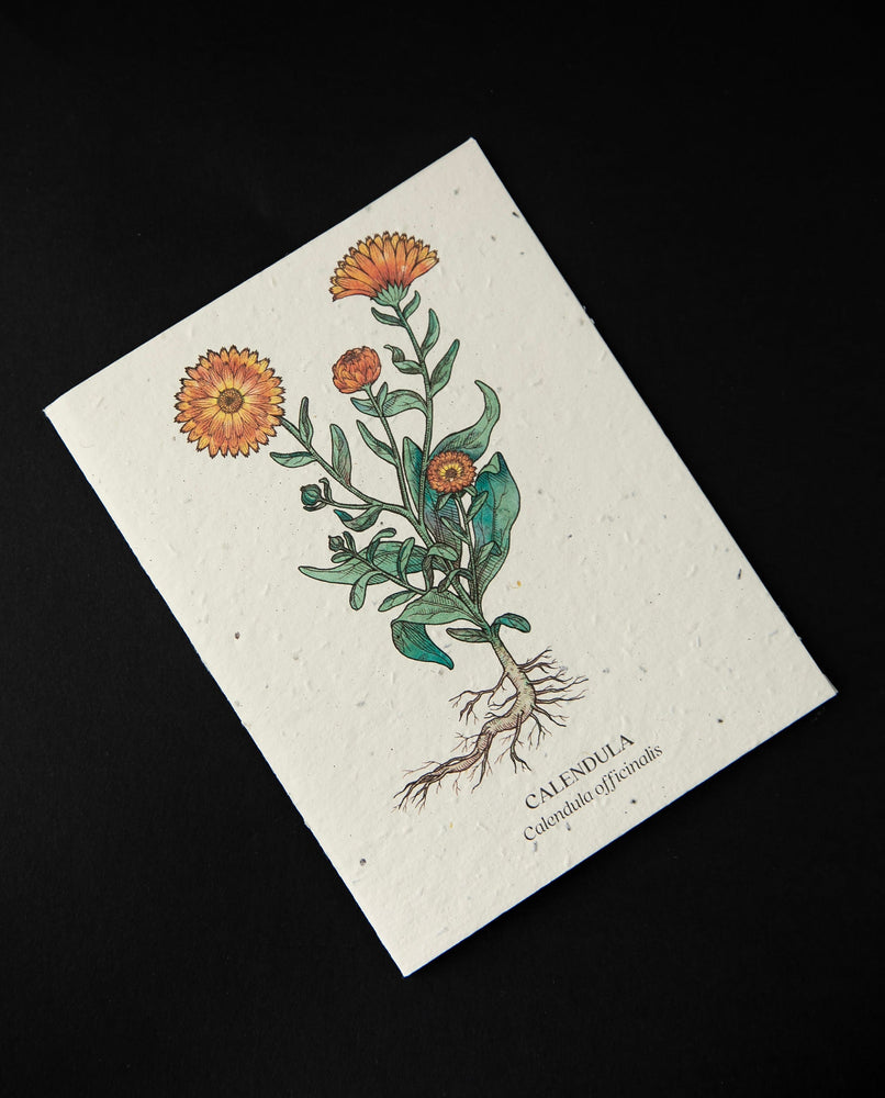 Off-white greeting card with natural illustration of a calendula plant. The cardstock is textured and studded with seeds.