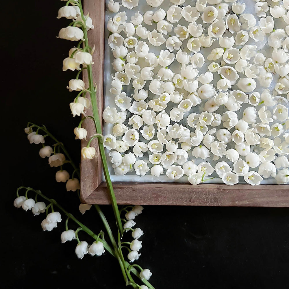 
                      
                        Hundreds of lily of the valley blooms handpicked and laid down on a base of vegetable fats to create the artisanal handmade lilac enfleurage made by natural and botanical perfume brand LVNEA.
                      
                    