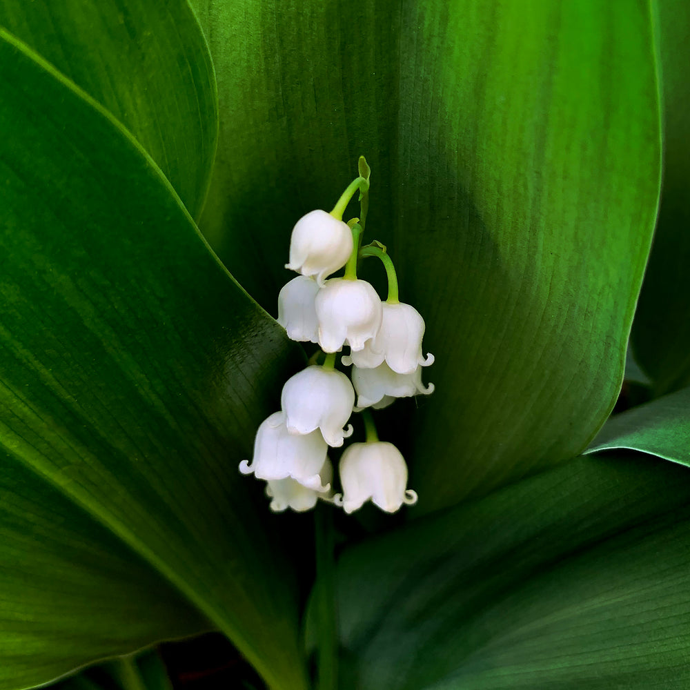 
                      
                        Close up of delicate bell-shaped lily of the valley blooms and their greenery
                      
                    
