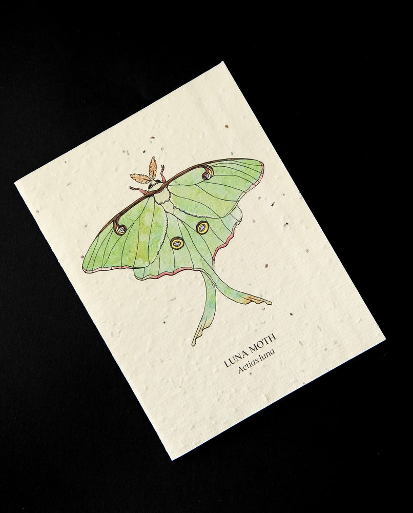 Cream-coloured greeting card with natural history-style illustration of a luna moth. The cardstock is textured and studded with seeds. 