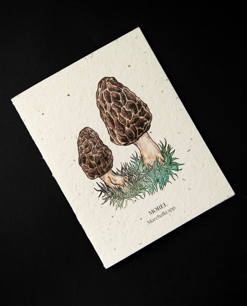 Carte plantable "Morel Mushroom" | SMALL VICTORIES