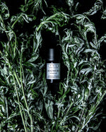 black 5ml bottle of mugwort essential oil seen from an overhead angle surrounded by dried stems of mugwort. 